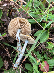Stropharia pseudocyanea