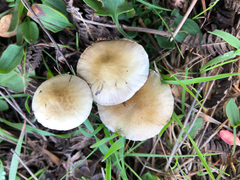 Stropharia pseudocyanea