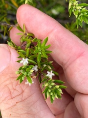 Styphelia leptospermoides