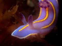 Felimida macfarlandi