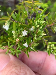Styphelia leptospermoides
