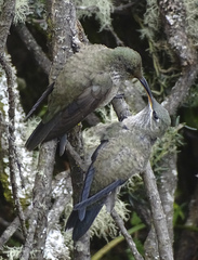 Oreotrochilus chimborazo