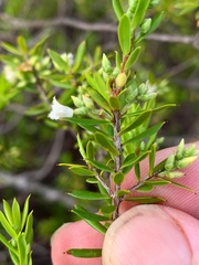 Styphelia leptospermoides