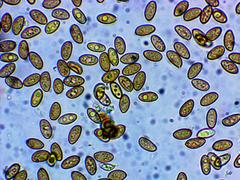 Stropharia pseudocyanea