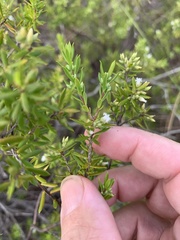 Styphelia leptospermoides