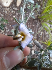 Lotononis sericophylla