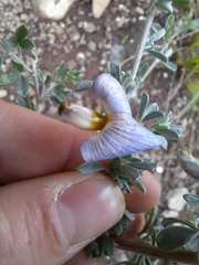 Lotononis sericophylla