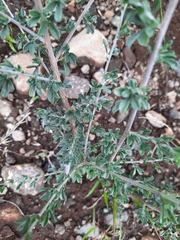 Lotononis sericophylla