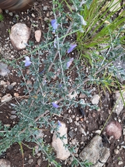 Lotononis sericophylla