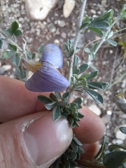 Lotononis sericophylla