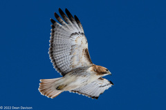 Buteo jamaicensis