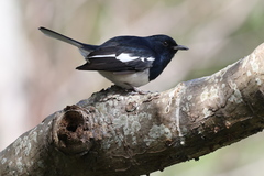Copsychus saularis