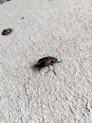 Calosoma argentinense