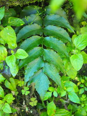 Cyrtomium devexiscapulae