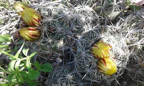 Coryphantha delaetiana