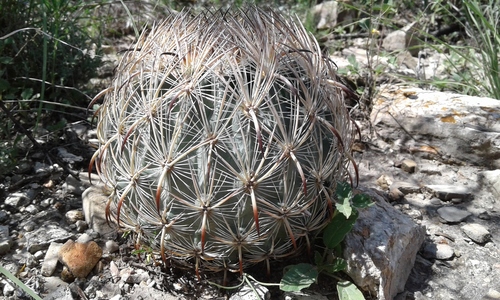 Sclerocactus unguispinus