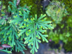 Selaginella stauntoniana