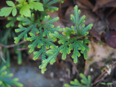 Selaginella stauntoniana