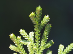 Selaginella stauntoniana