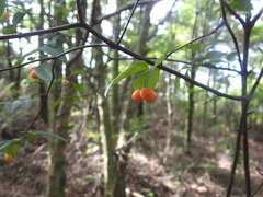 Wikstroemia nutans