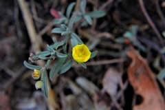 Crocanthemum glomeratum