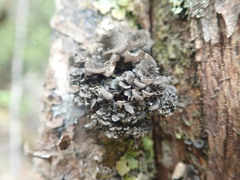 Sticta fuliginoides