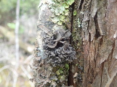 Sticta fuliginoides