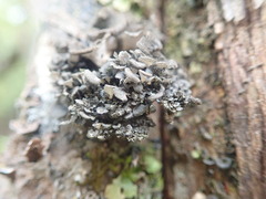 Sticta fuliginoides