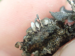 Sticta fuliginoides