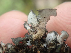 Sticta fuliginoides