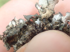 Sticta fuliginoides