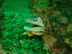 Gymnothorax nubilus