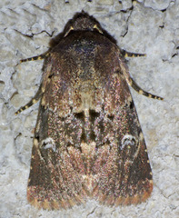 Properigea continens