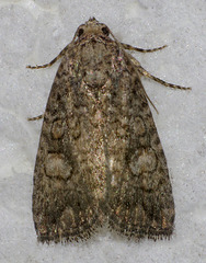 Diastema chuza