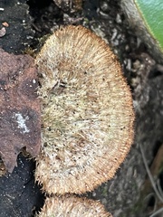 Trichaptum byssogenum