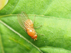 Physoclypeus coquilletti