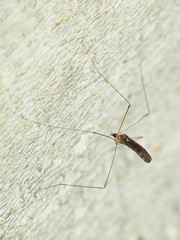 Neolimonia rara