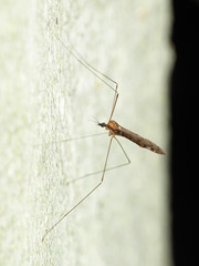 Neolimonia rara