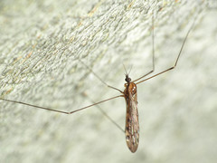 Neolimonia rara