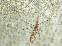 Neolimonia rara