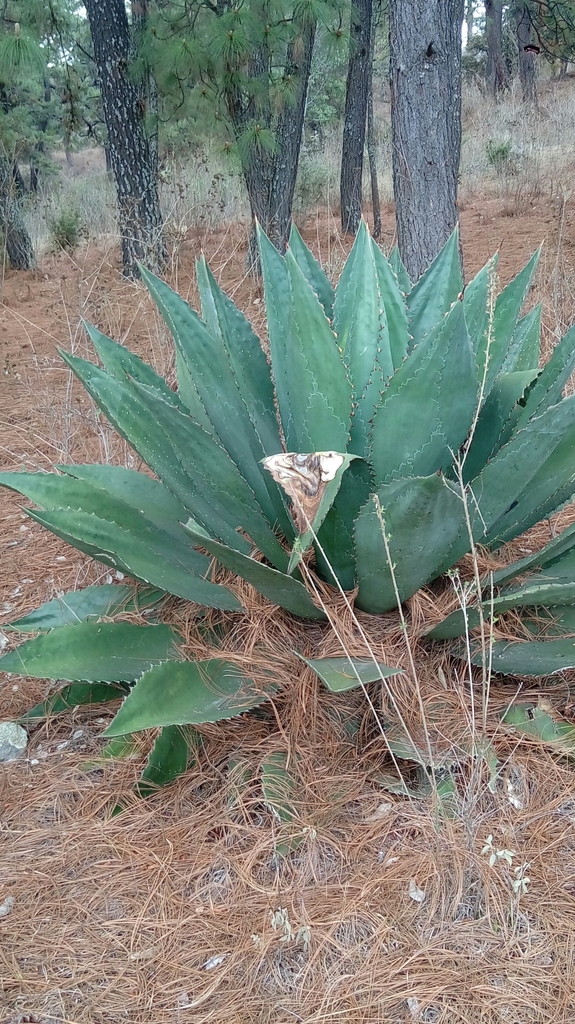 Maguey