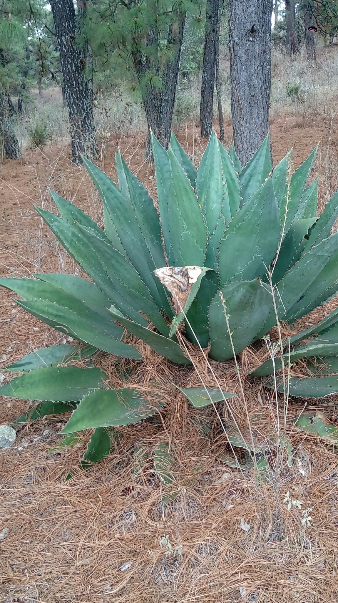 blue agave silver tequila Jose Cuervo Silver 200ML main image 1