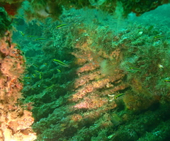 Forsterygion maryannae