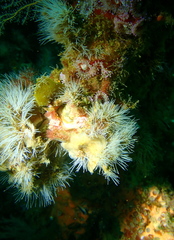 Antennella