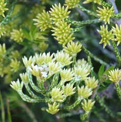 Ozothamnus cupressoides