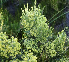 Ozothamnus cupressoides