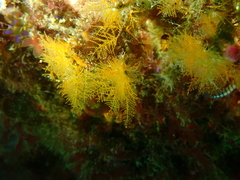 Halopteris campanula