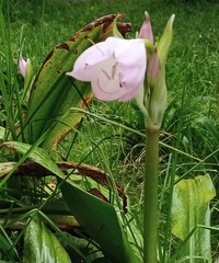 Crinum moorei