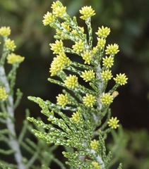 Ozothamnus cupressoides