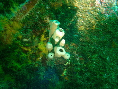 Callyspongia annulata